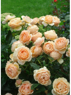 amica róża okrywowa