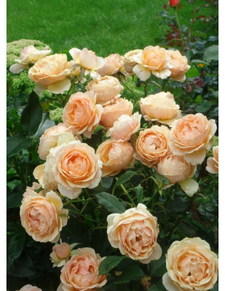 amica róża okrywowa