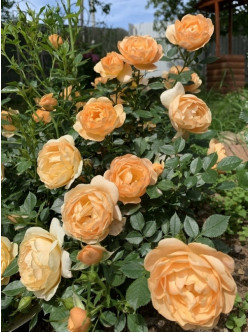 amica róża okrywowa 2