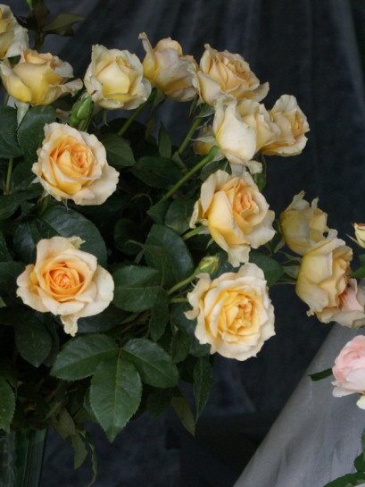 wilkokwiatowe róże casanova