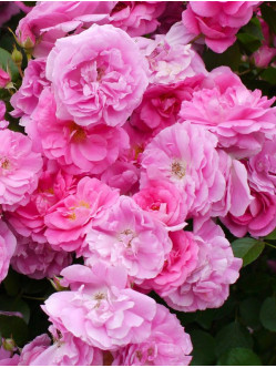 Morden Centennial krzaczasta odmiana kanadyjska