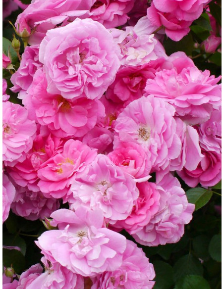 Morden Centennial krzaczasta odmiana kanadyjska