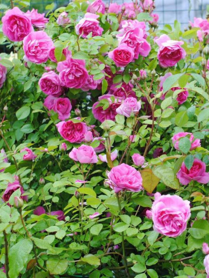 Morden Centennial odmiana krzaczasta