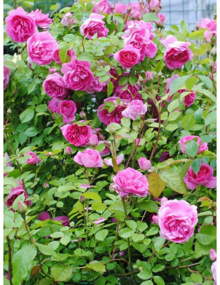 Morden Centennial odmiana krzaczasta