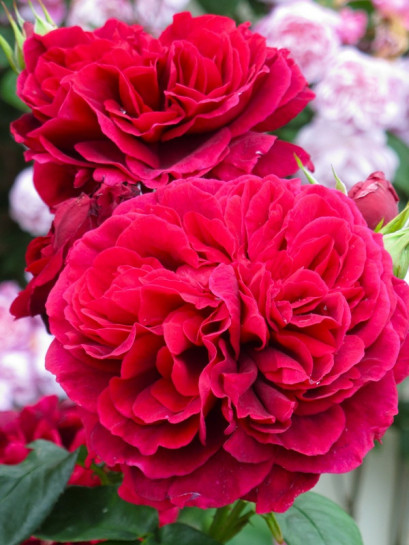 AUScrim róża angielska