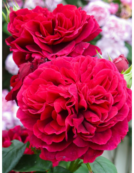 AUScrim róża angielska