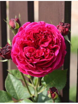 AUScrim róża angielska 2