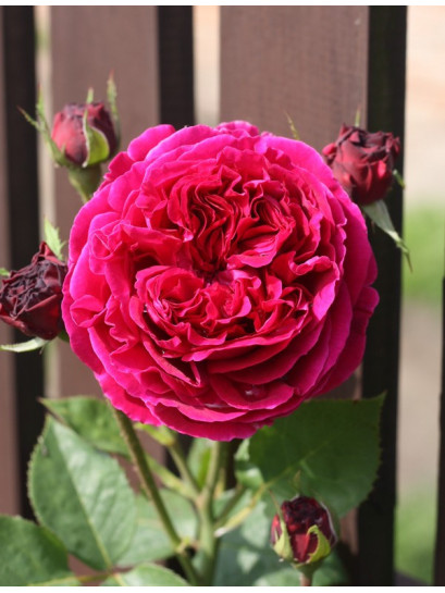 AUScrim róże angielskie krzaczaste