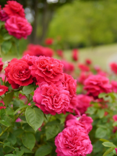 auscrim róże krzaczaste angielskie