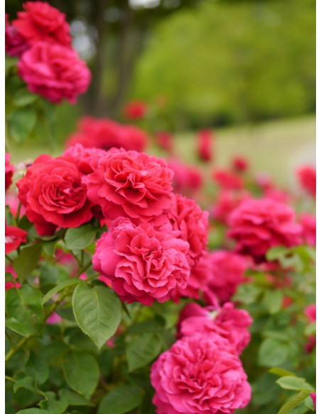 auscrim róże krzaczaste angielskie