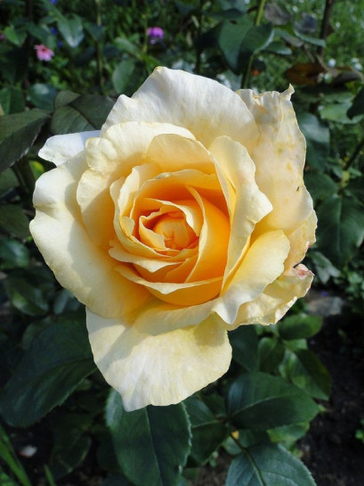 róże wielkokwiatowe casanova