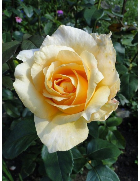 róże wielkokwiatowe casanova