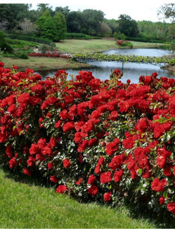 CHAMPLAIN róża krzaczasta kanadyjska