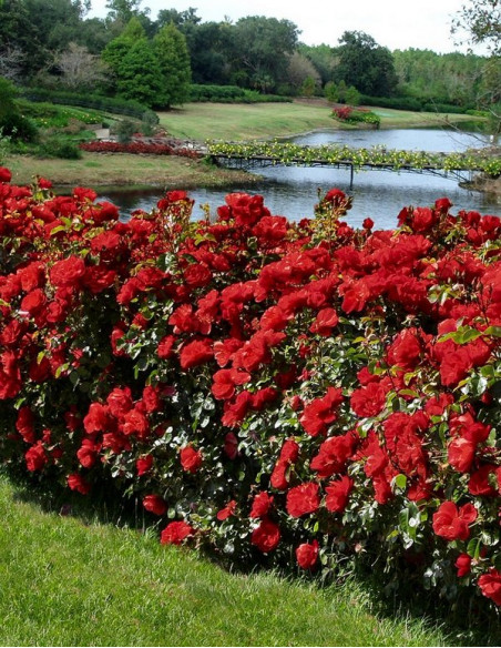 CHAMPLAIN róża krzaczasta kanadyjska