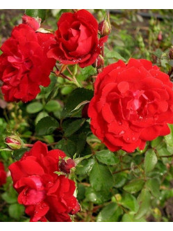 CHAMPLAIN róża krzaczasta kanadyjska 2