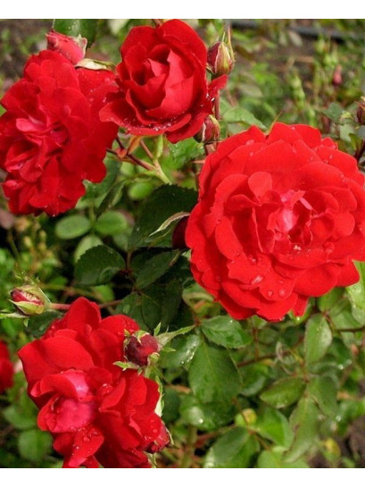 champlain kanadyjska róża krzaczasta