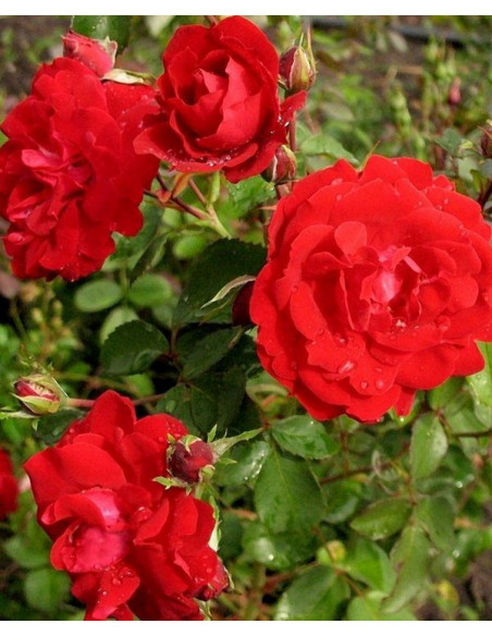 champlain kanadyjska róża krzaczasta