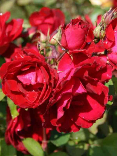 kanadyjska róża krzaczasta Champlain