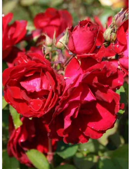 kanadyjska róża krzaczasta Champlain