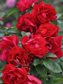 adelaide hoodless róże kanadyjskie