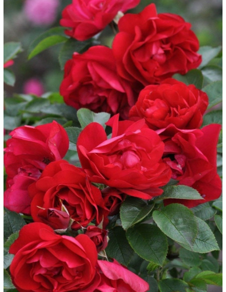 adelaide hoodless róże kanadyjskie