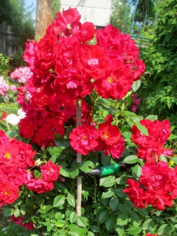 adelaide hoodless róże kanadyjskie 2