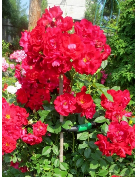 róże kanadyjskie adelaide hoodless