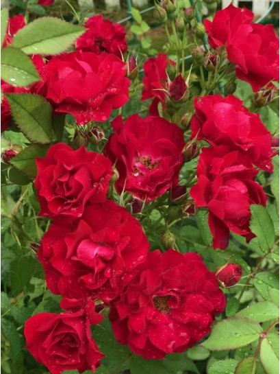 ADELAIDE HOODLESS róża kanadyjska