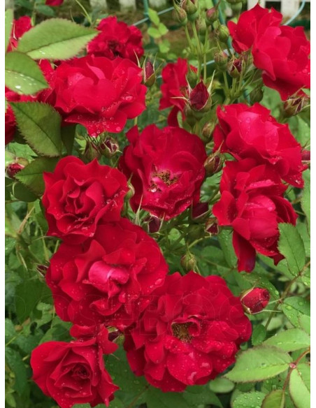 ADELAIDE HOODLESS róża kanadyjska