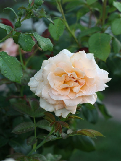 wilelkokwiatowa różą wielkokwiatowa