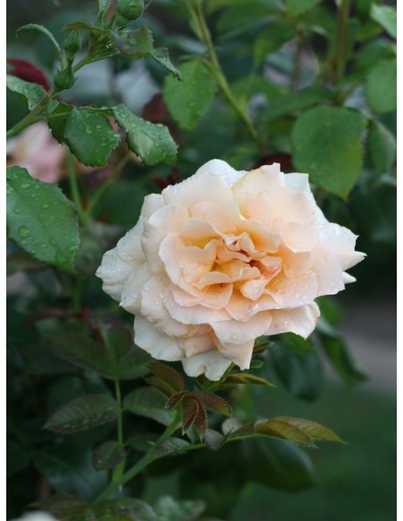 wilelkokwiatowa różą wielkokwiatowa