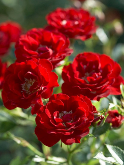 kanadyjskie adelaide hoodless róże