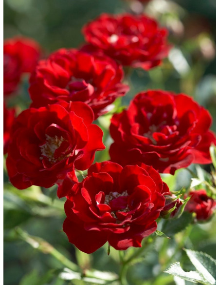 kanadyjskie adelaide hoodless róże