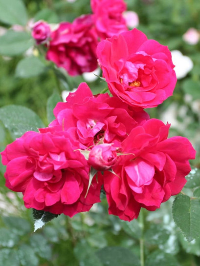 adelaide hoodless róze kanadyjskie