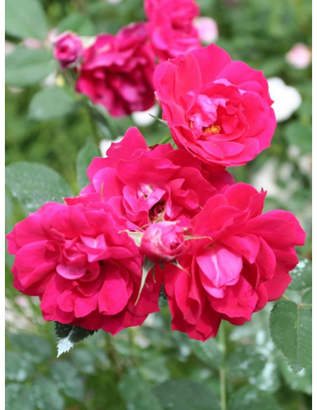 adelaide hoodless róze kanadyjskie