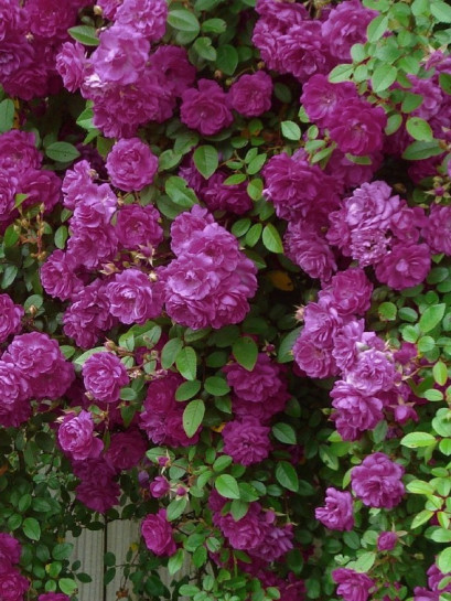 Purple Skyliner róże pnące