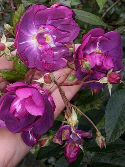 Purple Skyliner róże pnące