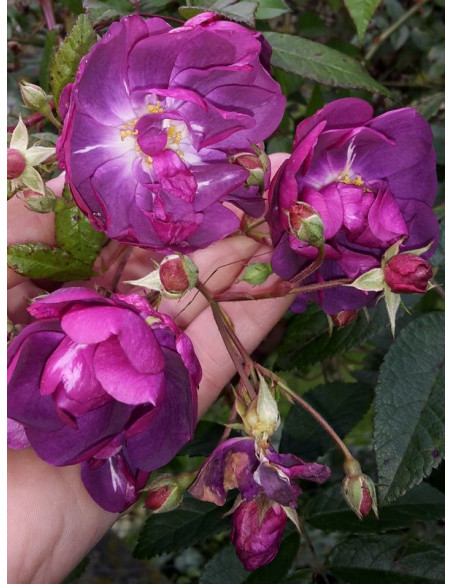 Purple Skyliner róże pnące