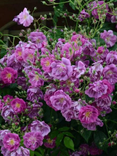 róże pnące Purple Skyliner