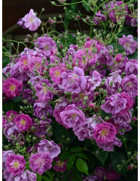 róże pnące Purple Skyliner