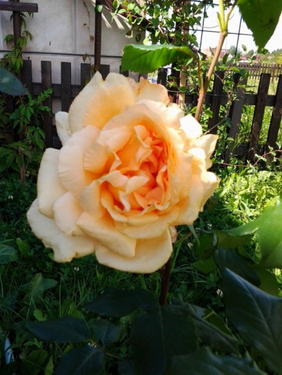 Casanova roże wielkokwiatowe