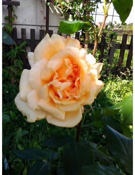 Casanova roże wielkokwiatowe