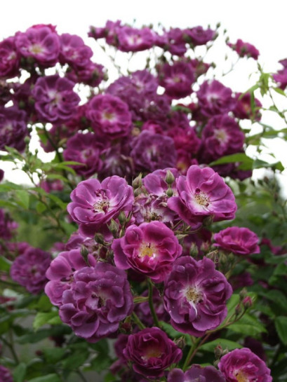 pnące Purple Skyliner róże