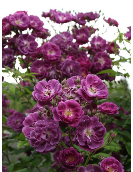 pnące Purple Skyliner róże