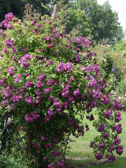 pnące róże Purple Skyliner