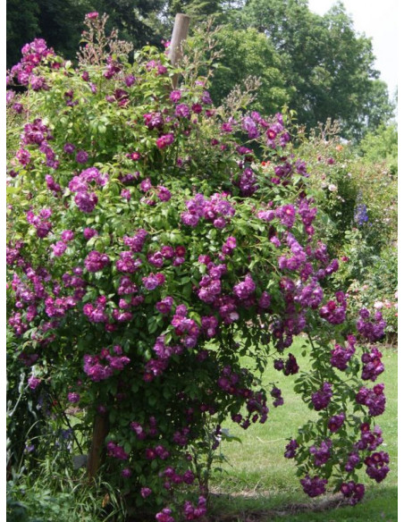 pnące róże Purple Skyliner