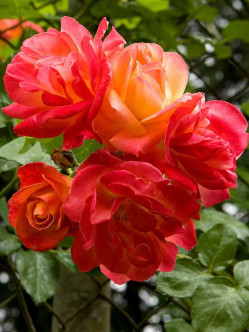 pnące parkowe róże JOSEPHS COAT 2