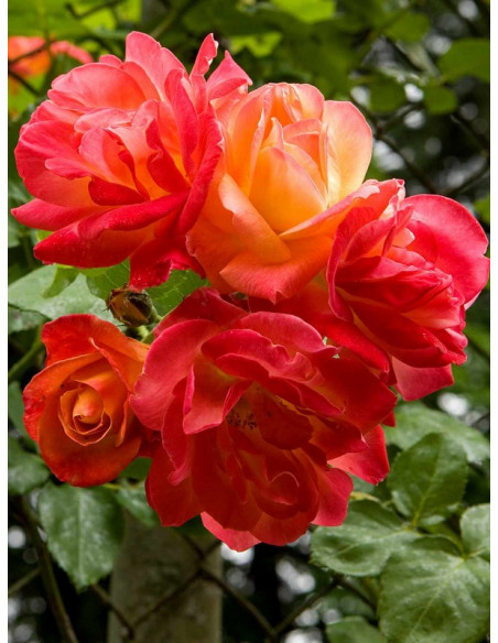 JOSEPHS COAT róże pnące parkowe