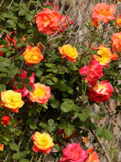 JOSEPHS COAT róże pnące parkowe