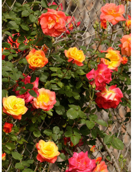 JOSEPHS COAT róże pnące parkowe